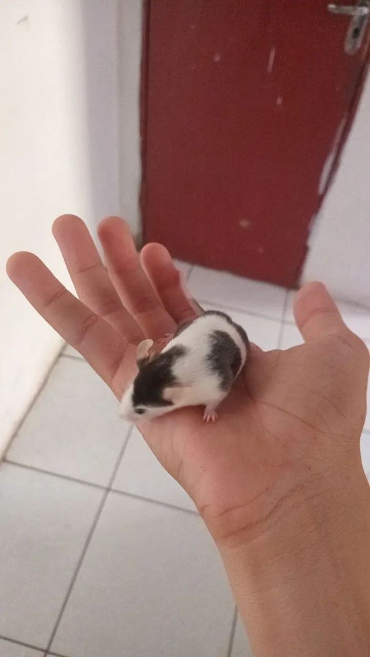 Vende-se Hamster twister  - Foto 5