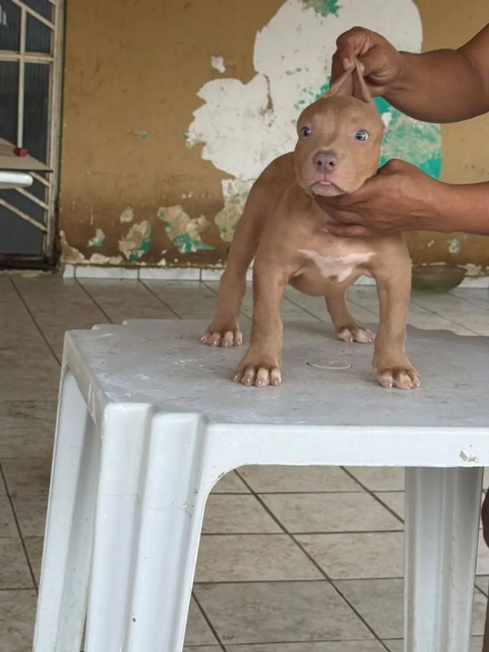 Filhote macho pitmonster com pedigree  - Foto 2