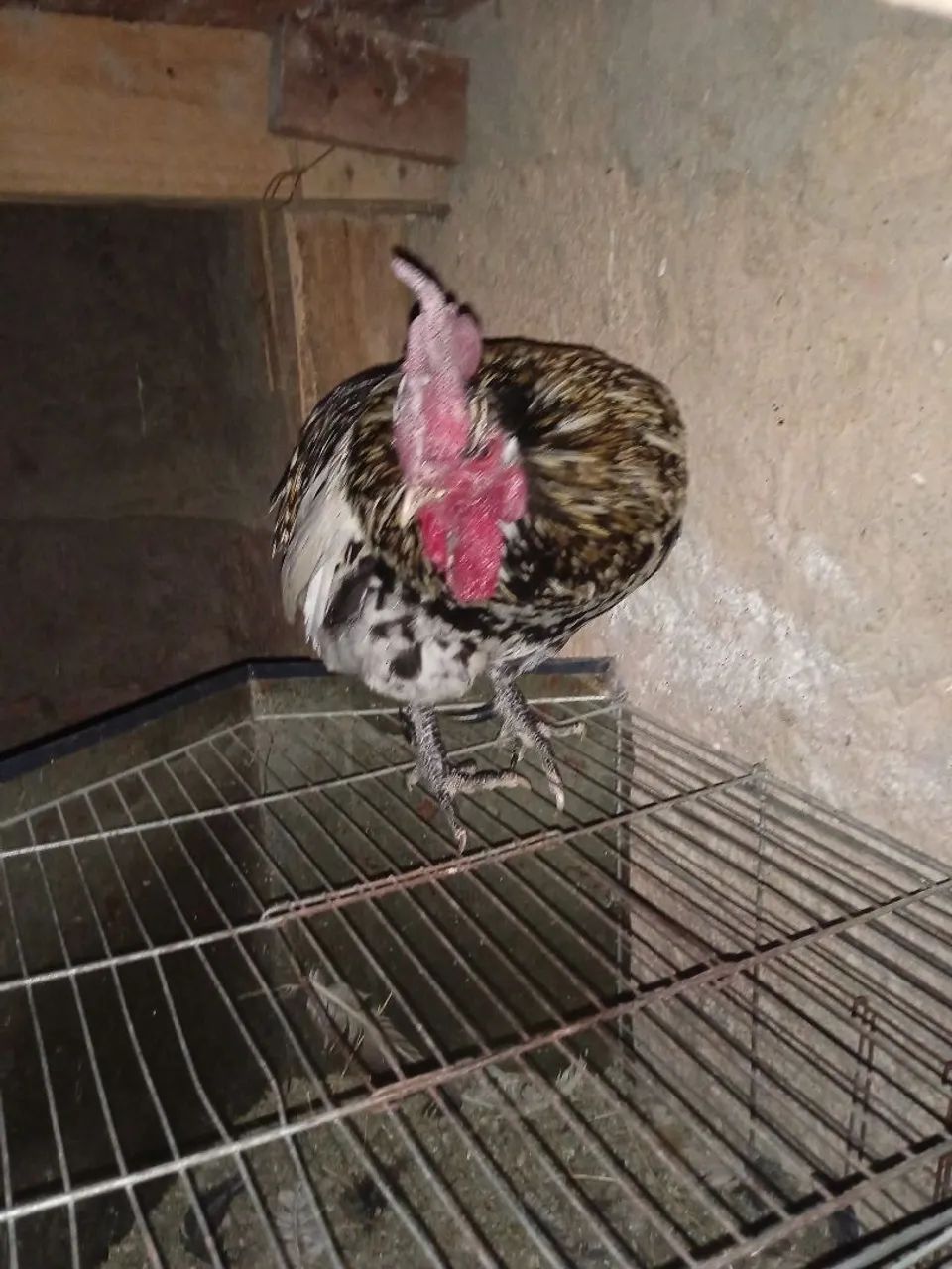 Galinha  - Foto 2