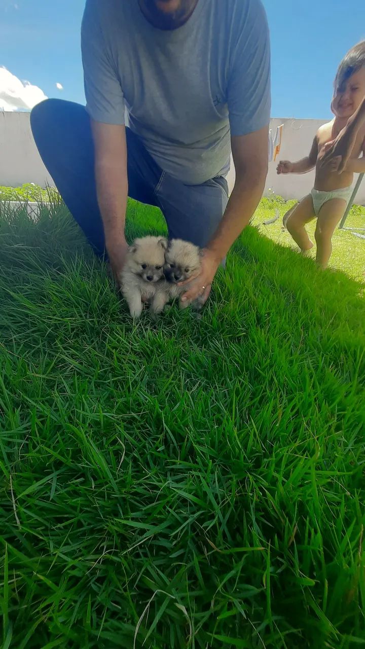 Fêmeas Lulu da Pomerânia ( Spitz Alemão) - Foto 5