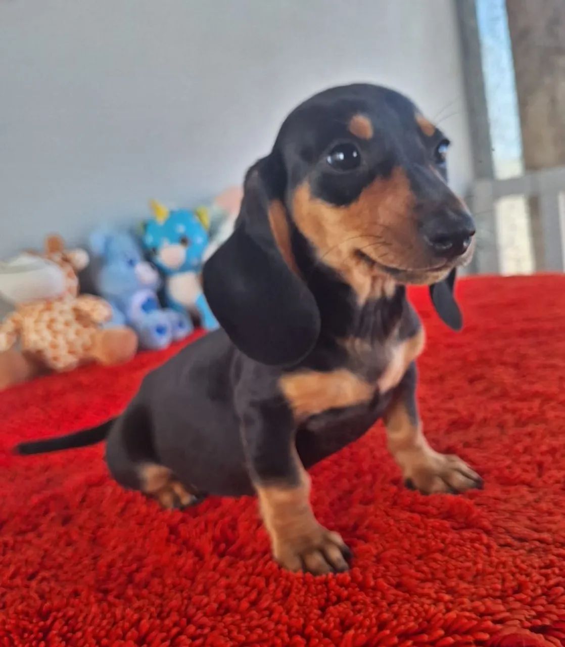 Daschund machos a pronta entrega em promoção 