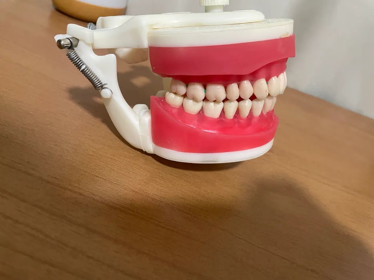Manequim dentística pronew