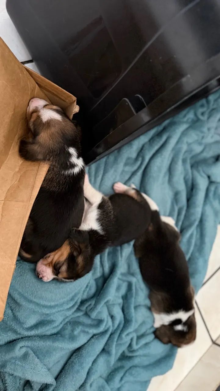 Beagle MACHO - Foto 4