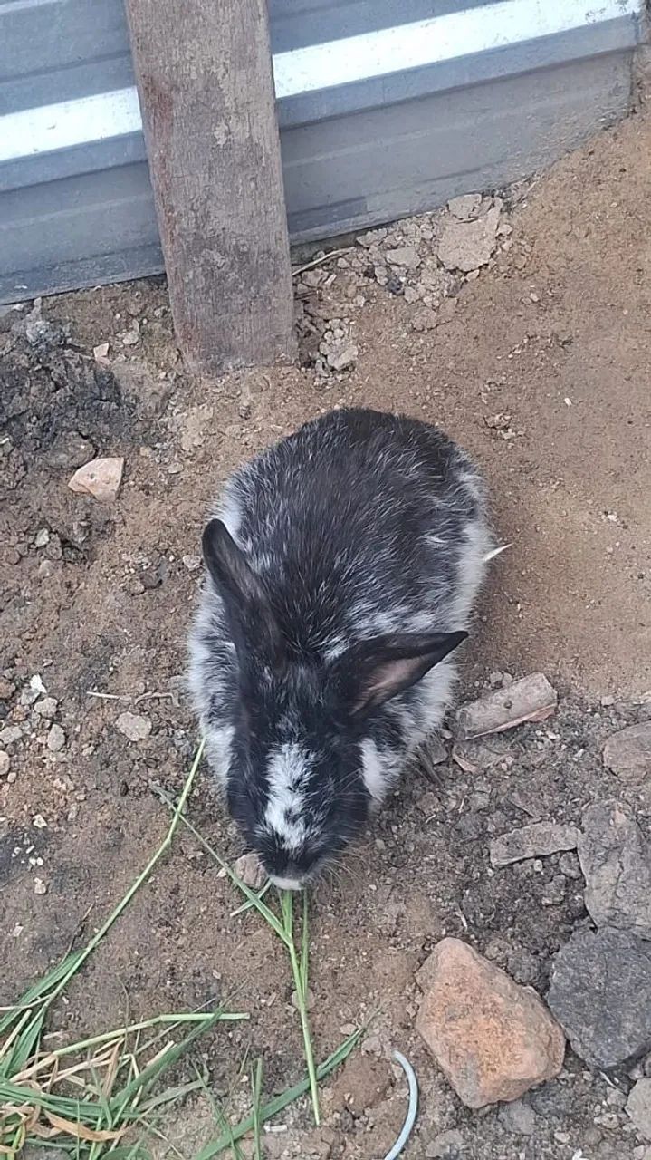 Coelhos - Foto 4
