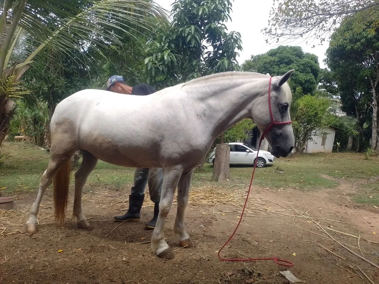 Égua Mm - Foto 2