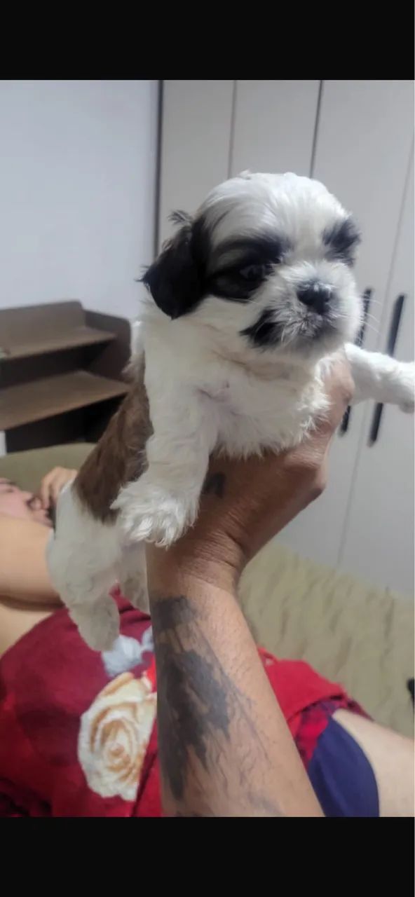 FILHOTE DE SHIH TZU  - Foto 4