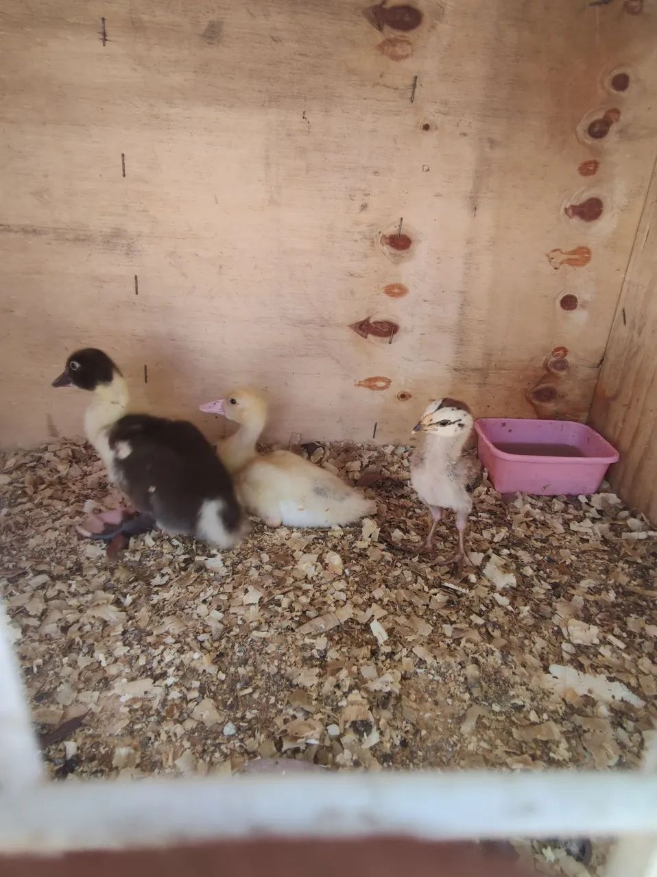 Filhotes de pato... - Foto 2