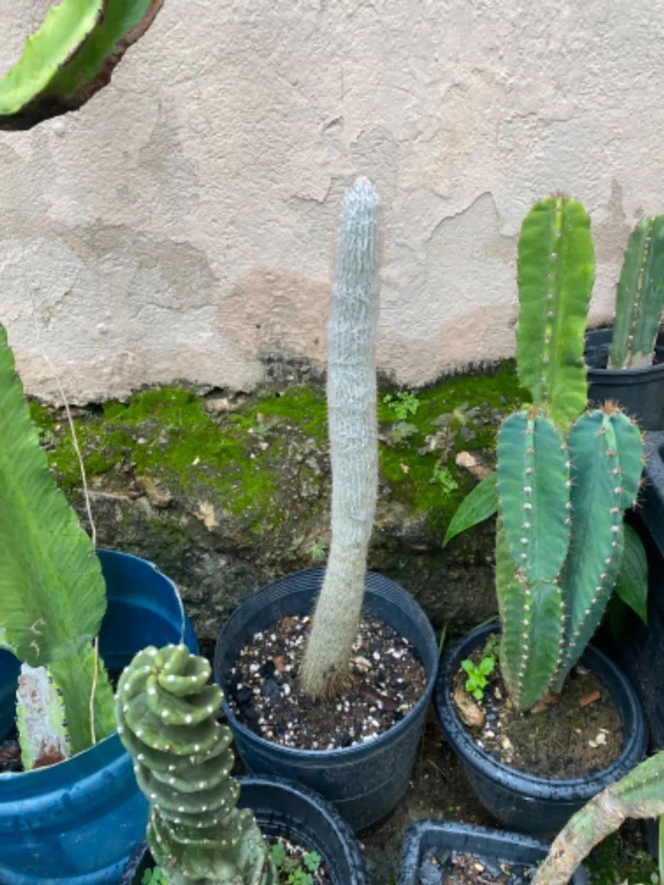 Cactos a venda - Foto 4
