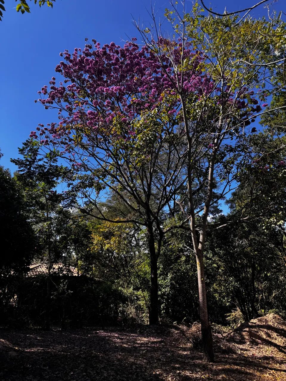 Terreno condomínio Saraiva 