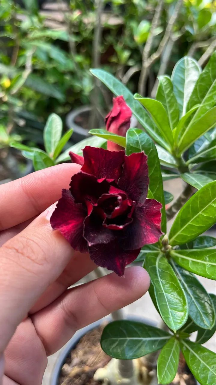 Rosa do deserto ? Red Velvet  - Foto 3