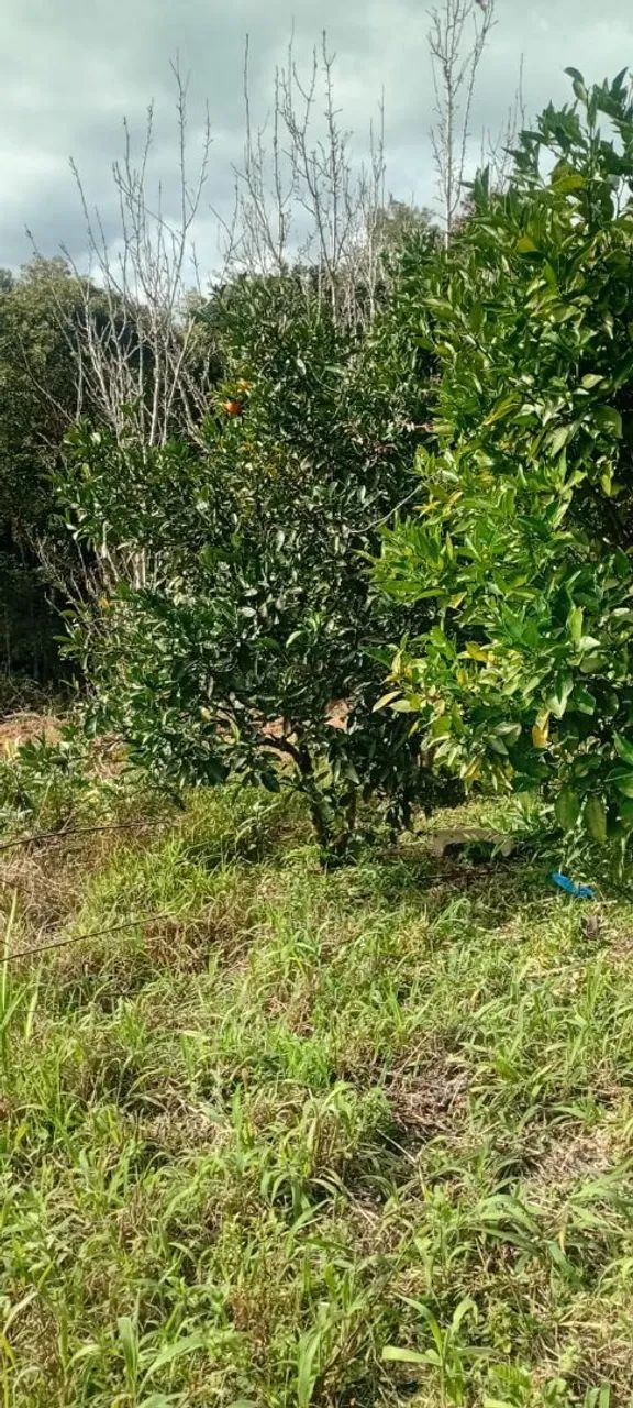 Chácara venda em Quitandinha. - Foto 5