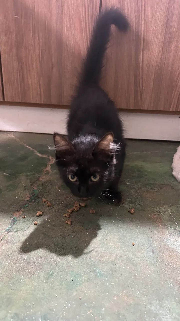 Doação de gato (filhote fêmea) - Foto 2