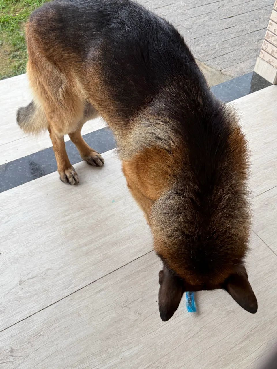 TIRAR CRIA  - Foto 3