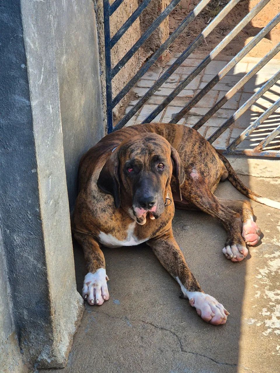 Fila Brasileiro  - Foto 3