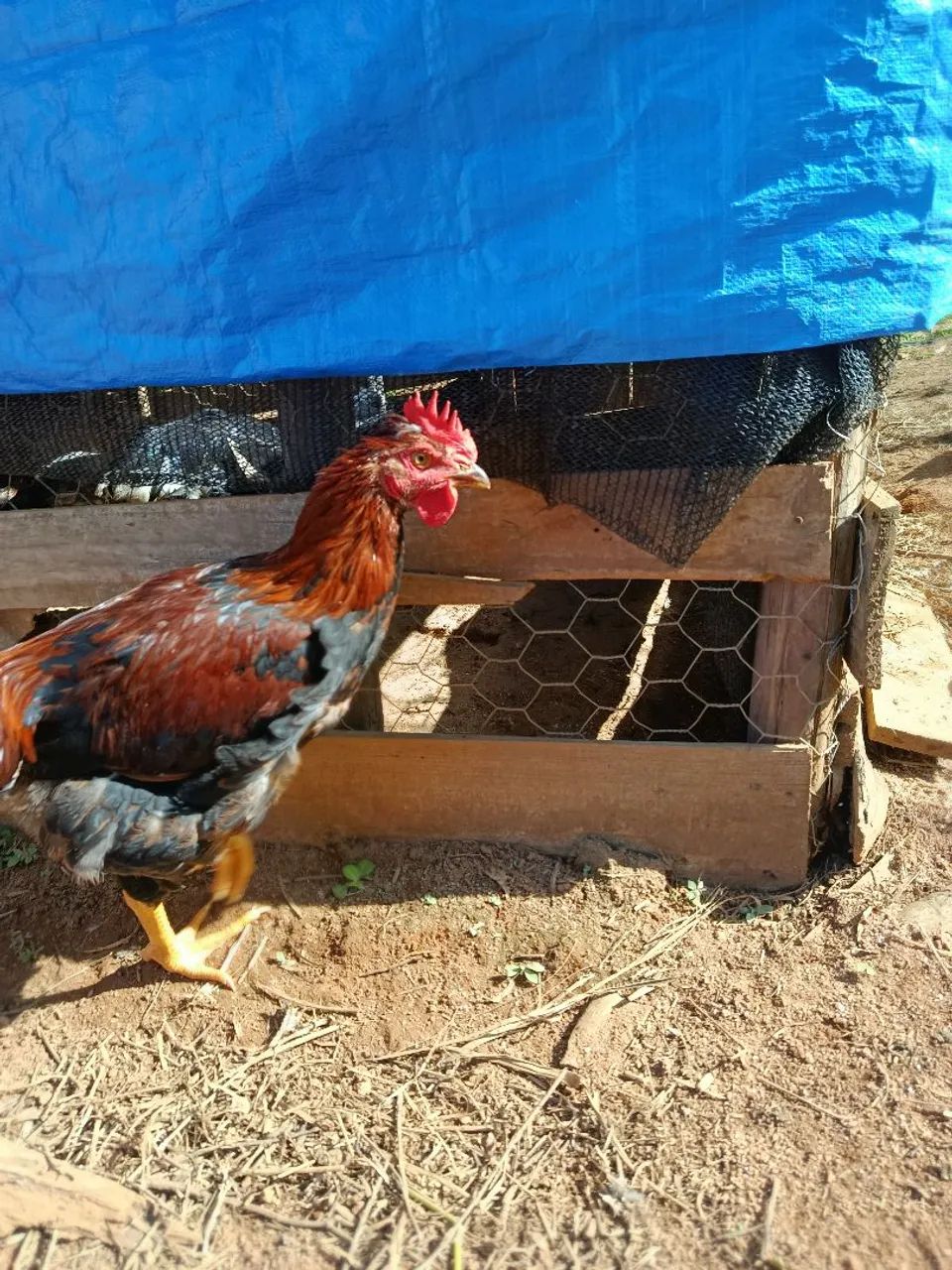 Frango GSB