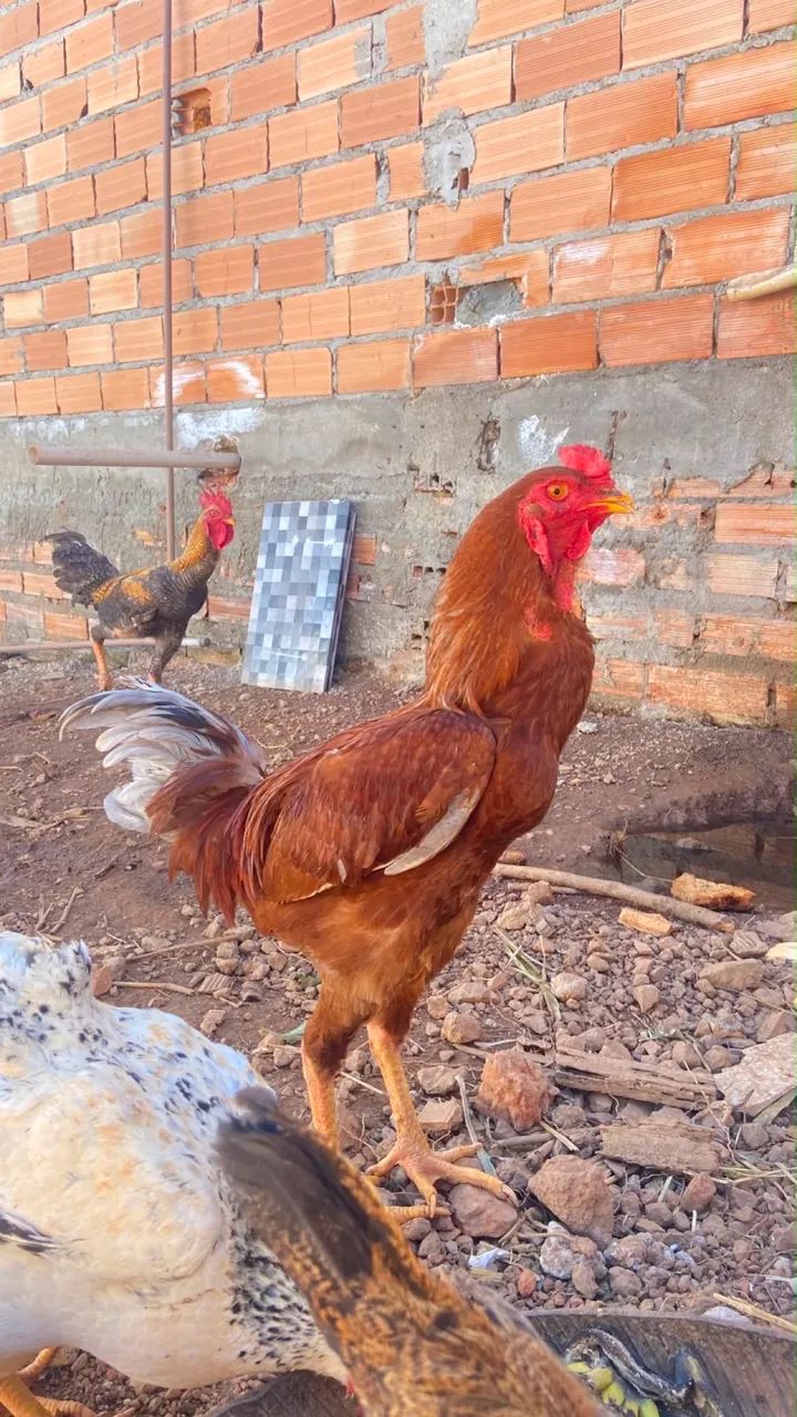 Galo  - Foto 2