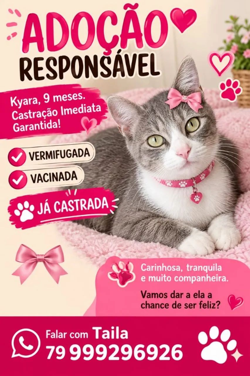 Adoção gata peluda cinza