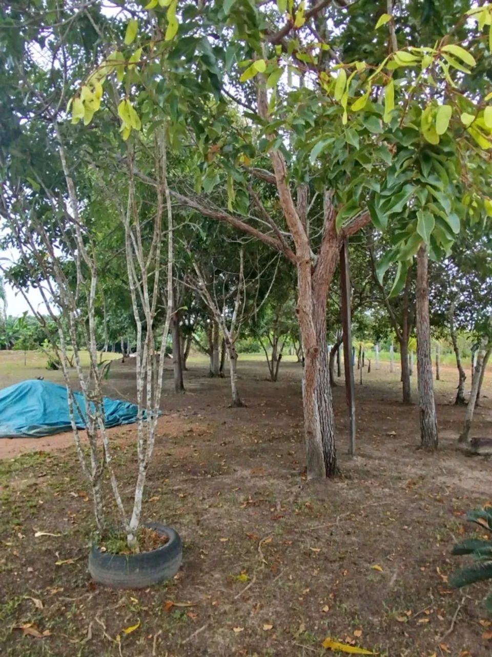  ? O verdadeiro paraíso para quem busca tranquilidade, produção rural e qualidade de vida - Foto 5
