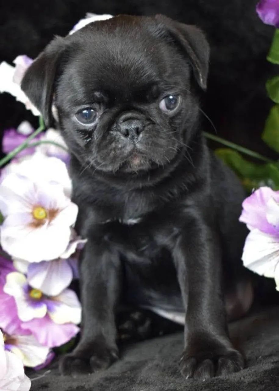 Pug   - Foto 3