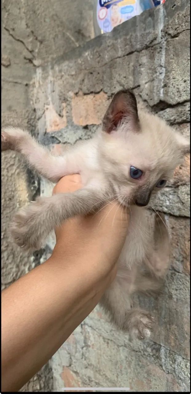 Doação de filhote de gato  - Foto 3