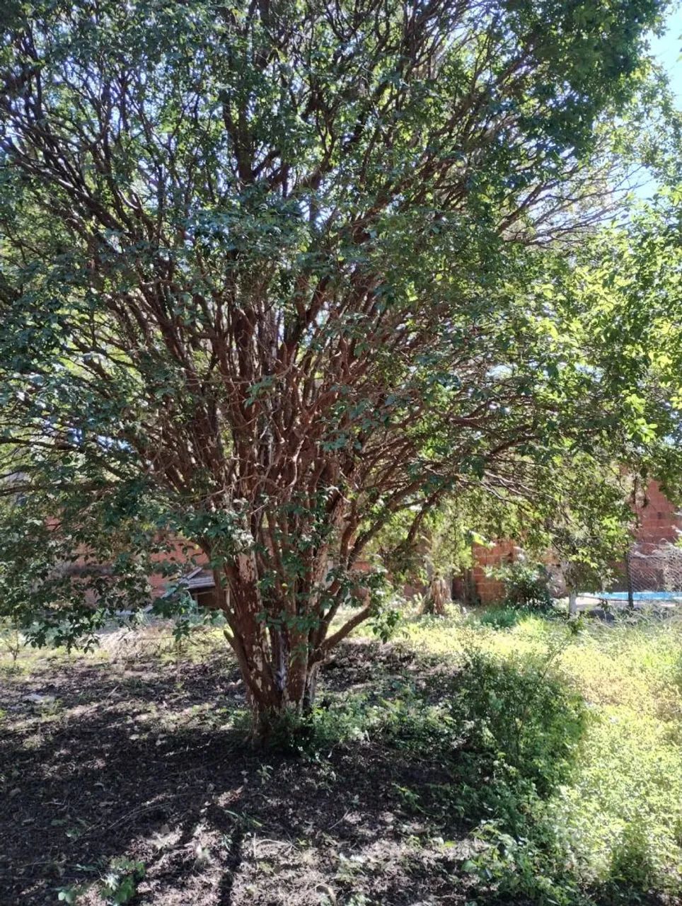 VENDE-SE 4 PÉS DE JABUTICABA SABARÁ DE 39 ANOS - Foto 4