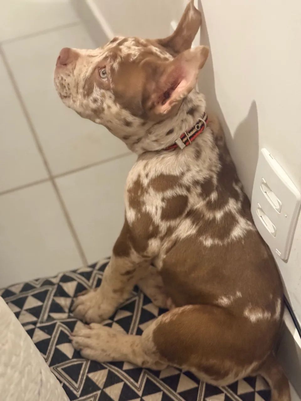 American bully micro  - Foto 3