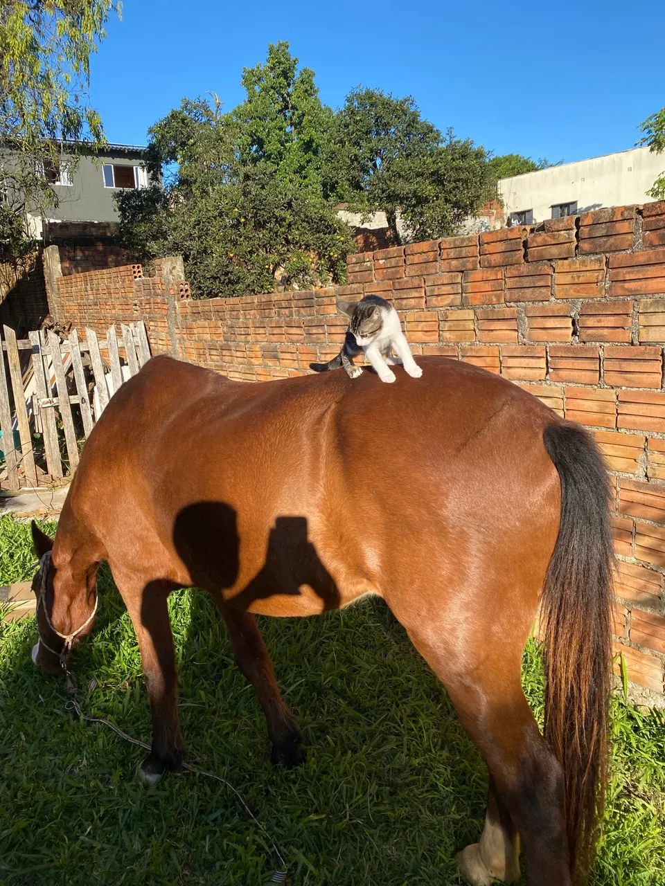 Cavalo castrado  - Foto 3