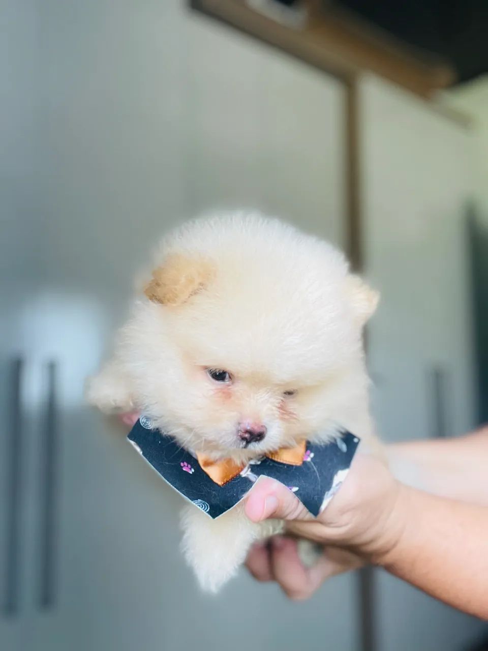 Macho de spitz para ENTREGA - Foto 3