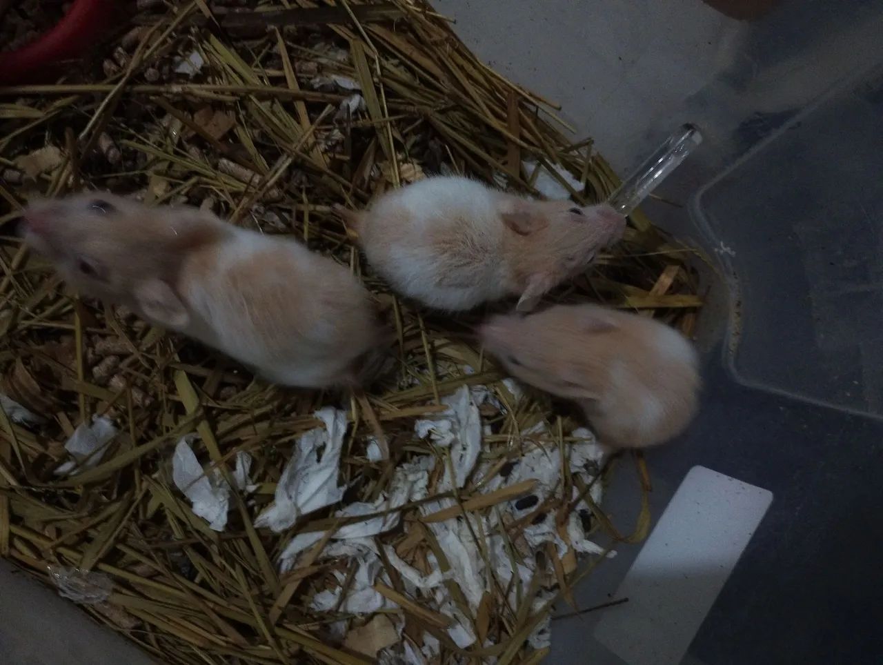 Hamster  - Foto 3