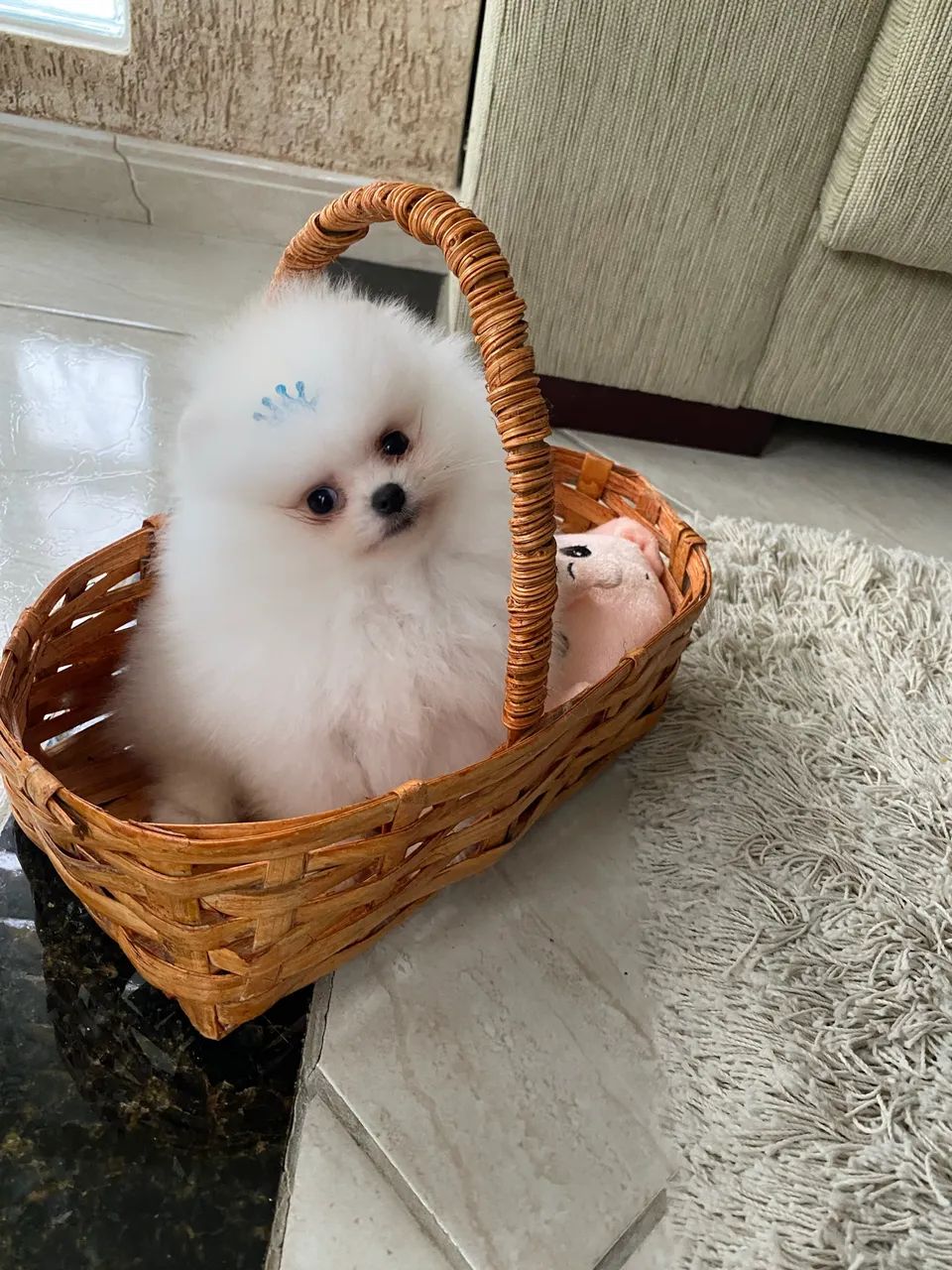 Spitz alemão anão ursinho - Foto 3