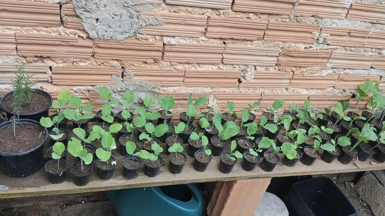Mudas de couve orgânica  - Foto 3