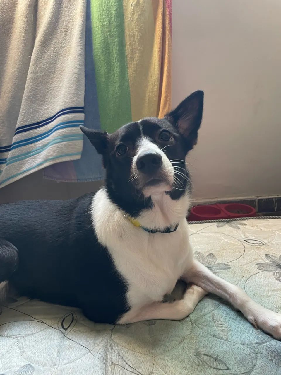 Adoção responsável  - Foto 2