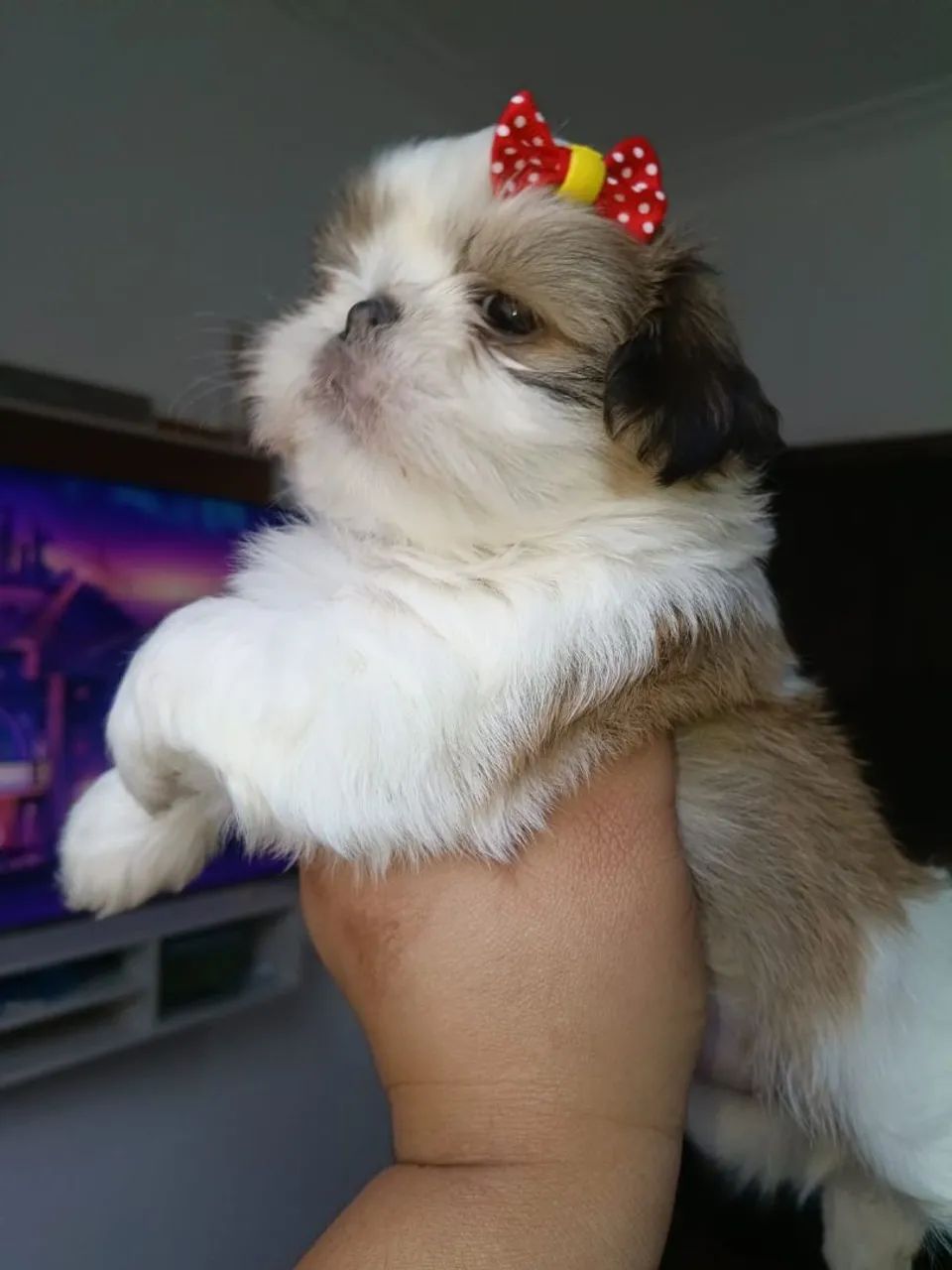 Shihtzu  - Foto 2