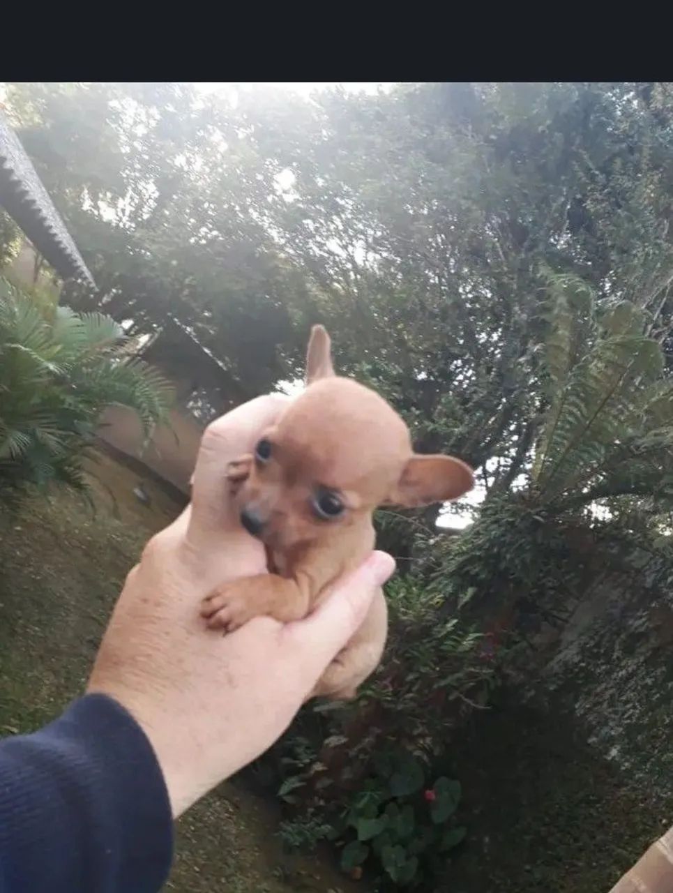 Pincher 0  - Foto 3