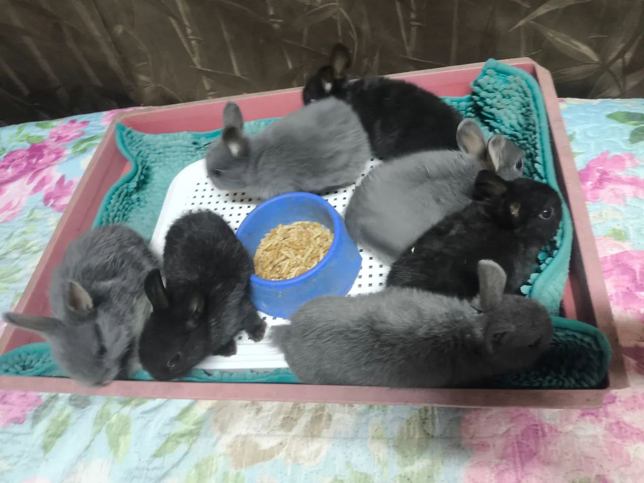 Meu pet Mini  - Foto 3