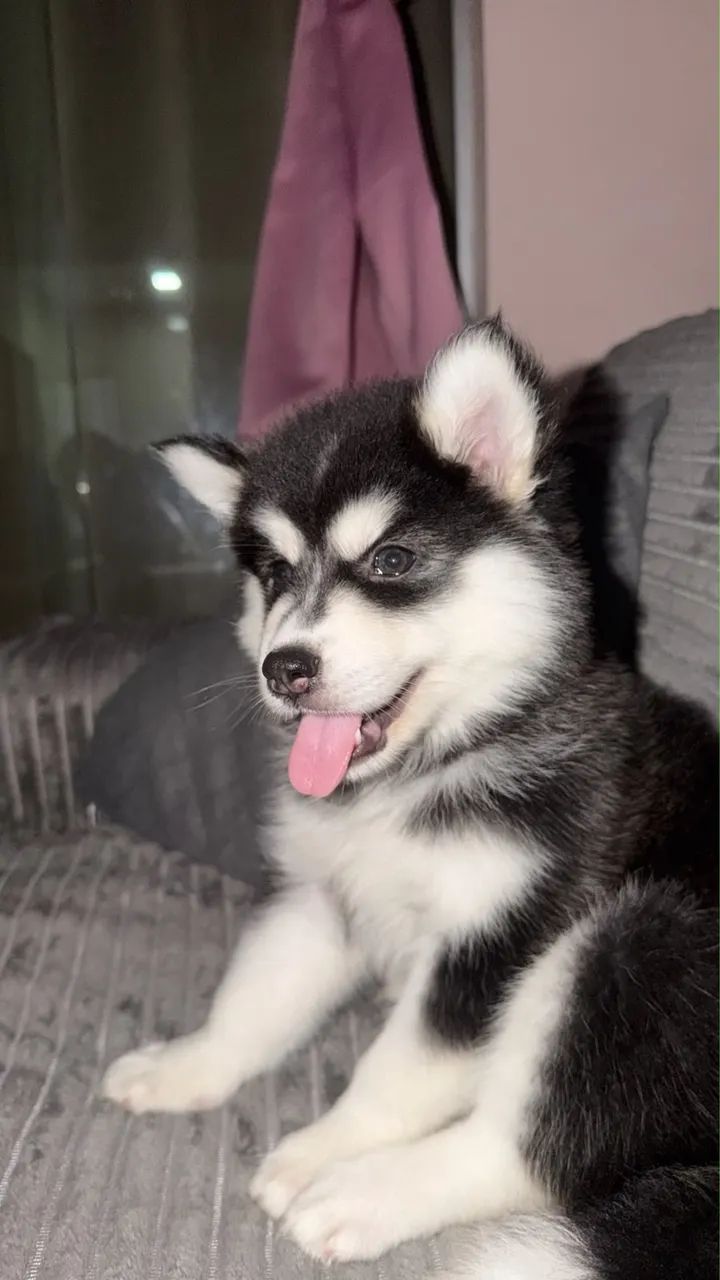 Banho e Tosa - Husky Siberiano  - Foto 5
