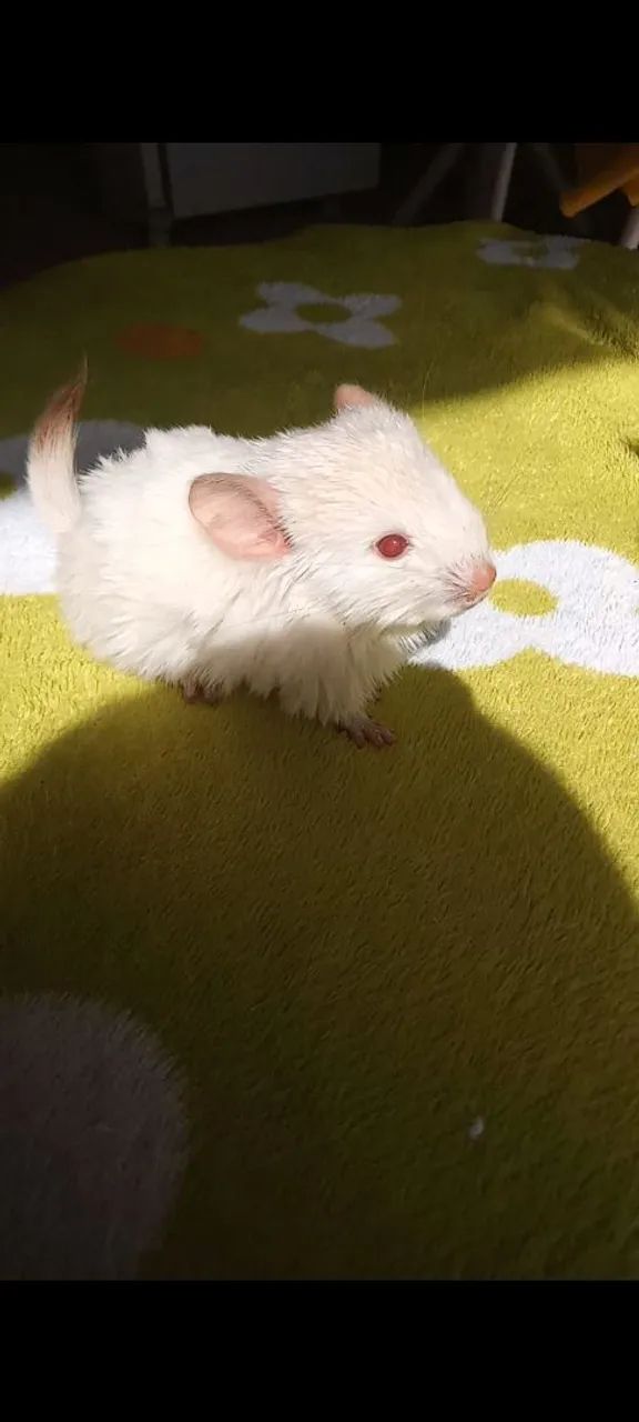 Vendo lindo Chinchila Carinhoso  - Foto 3