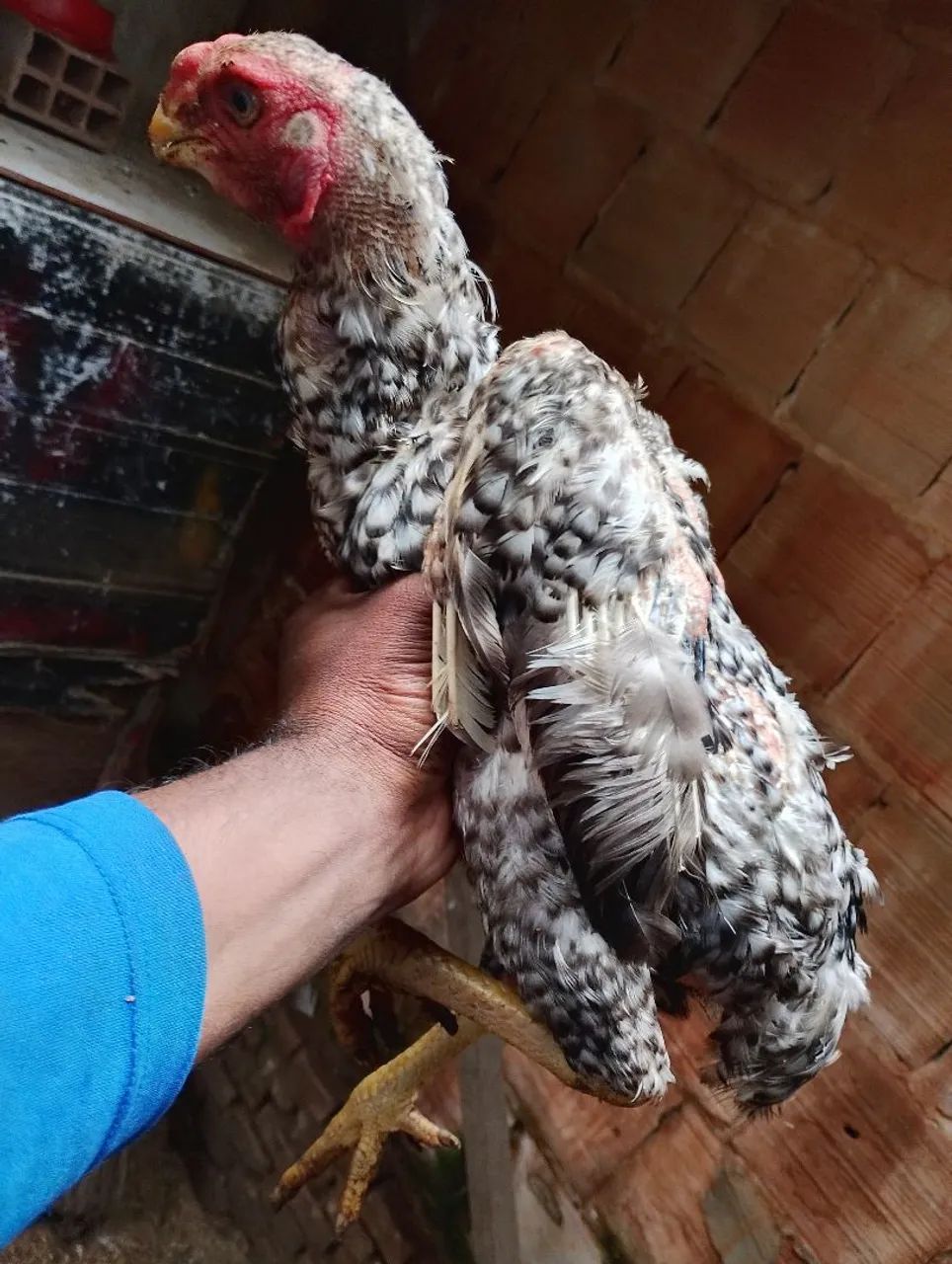 Vendo galinha bico curto  - Foto 5