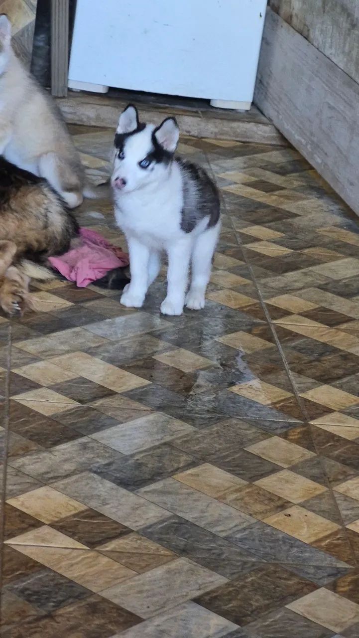 Husky Siberiano  - Foto 2