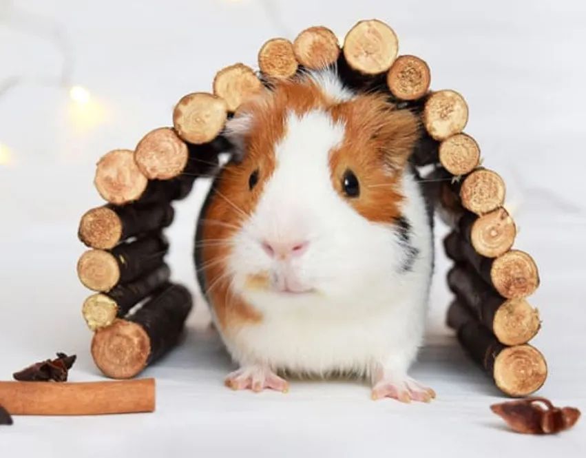 Porquinho da índia inglês pelo liso  - Foto 4