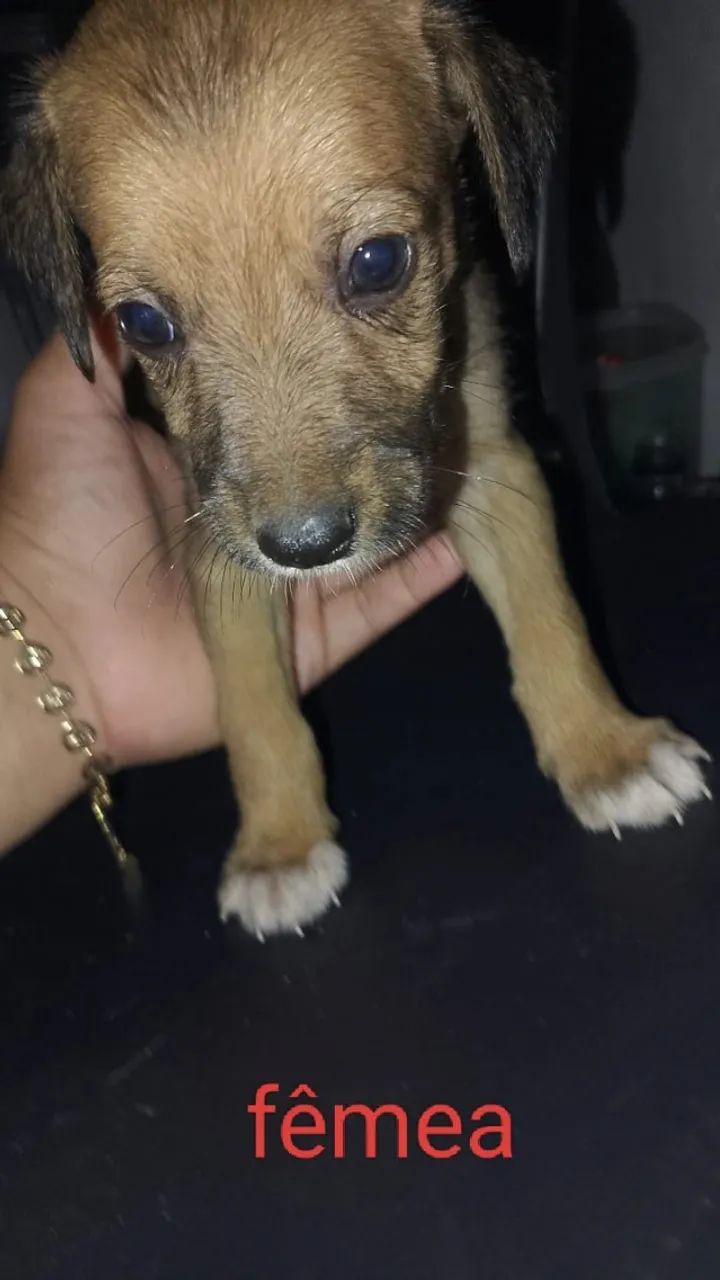 Adoção responsável  - Foto 2