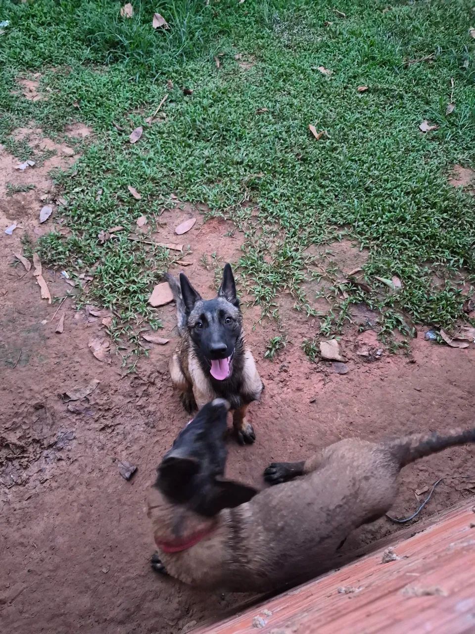 Vendo exemplar de belga malinois uma fêmea 3 meses  - Foto 2