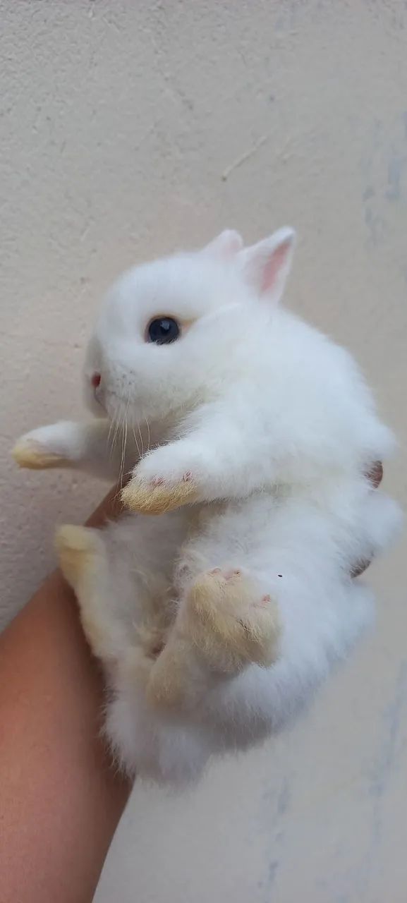Netherland Dwarf  - Foto 5
