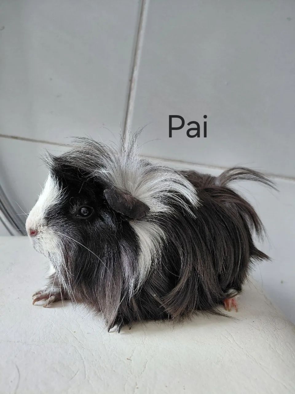 Filhote porquinho da índia peruana fêmea  - Foto 3