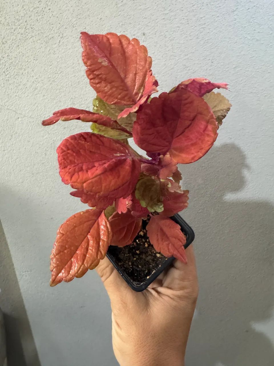 Muda coleus vermelho