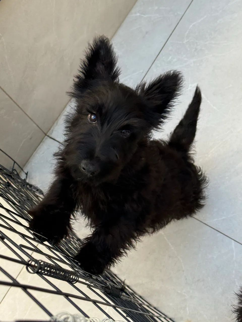 Scottish Terrier - Foto 5