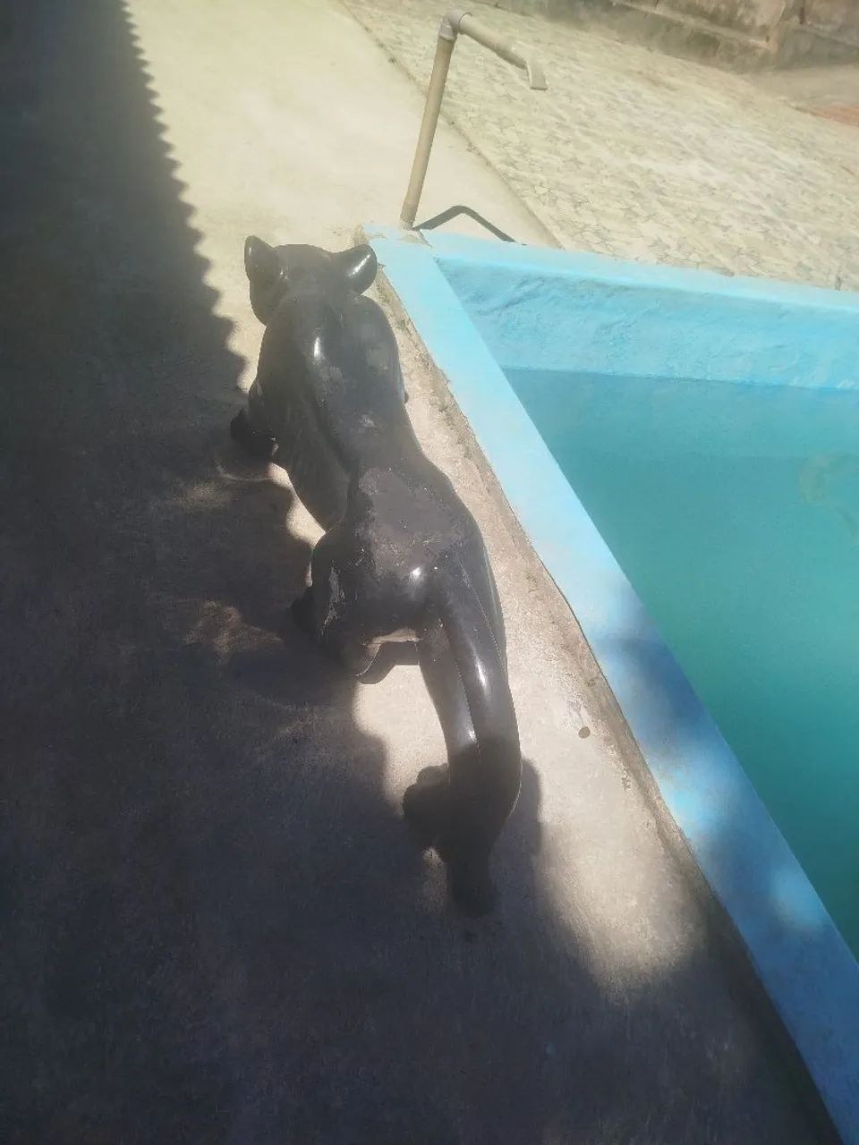 Jaguar preto  - Foto 3