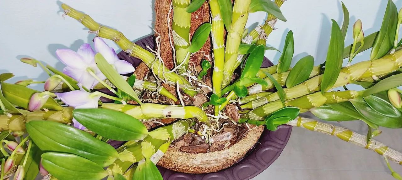 ORQUÍDEA 