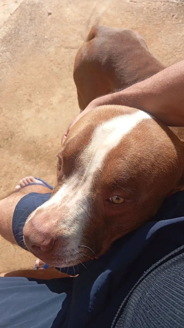Pit bull macho  - Foto 2