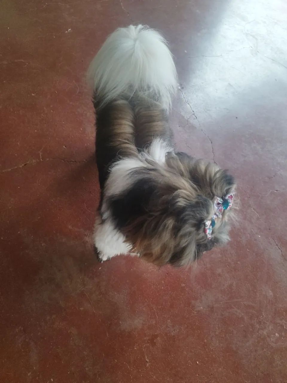 Cachorro  - Foto 3